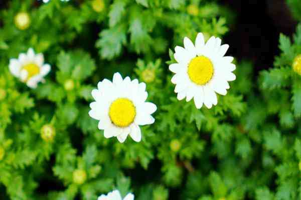 中华环境保护基金会支持中国OECMs实践与示范